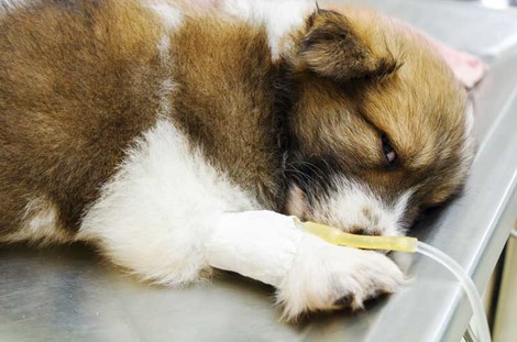 puppy with iv